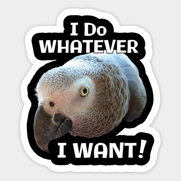African Grey Parrot - Do Whatever I Want! Magnet by Einstein Parrot