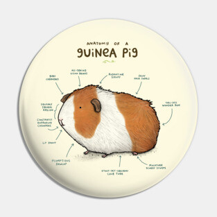 Anatomy of a Guinea Pig Pin