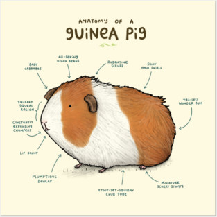 Anatomy of a Guinea Pig Posters and Art