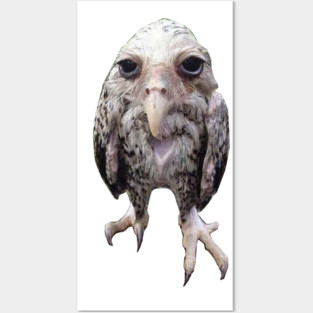 Wet owl Posters and Art