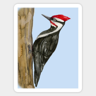 Pileated woodpecker watercolor Sticker