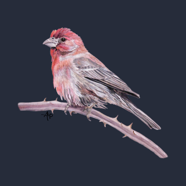 House Finch Watercolor by ampomata