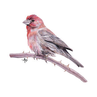 House Finch Watercolor T-Shirt