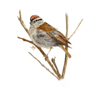 Perched Chipping Sparrow T-Shirt