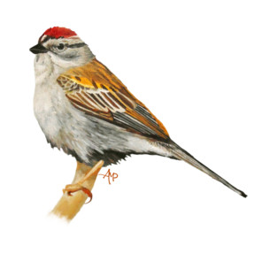 Colorful Chipping Sparrow T-Shirt