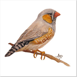Zebra Finch Posters and Art