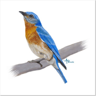 Eastern Bluebird Posters and Art
