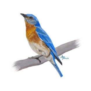 Eastern Bluebird T-Shirt