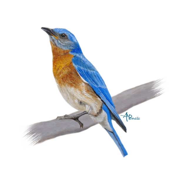 Eastern Bluebird by ampomata