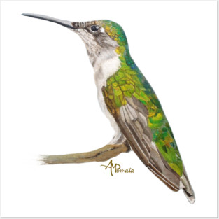 Green Hummingbird Posters and Art