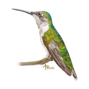 Green Hummingbird T-Shirt