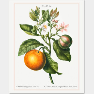 Bitter Orange Posters and Art