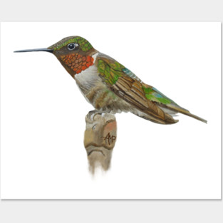Cute Hummingbird Posters and Art