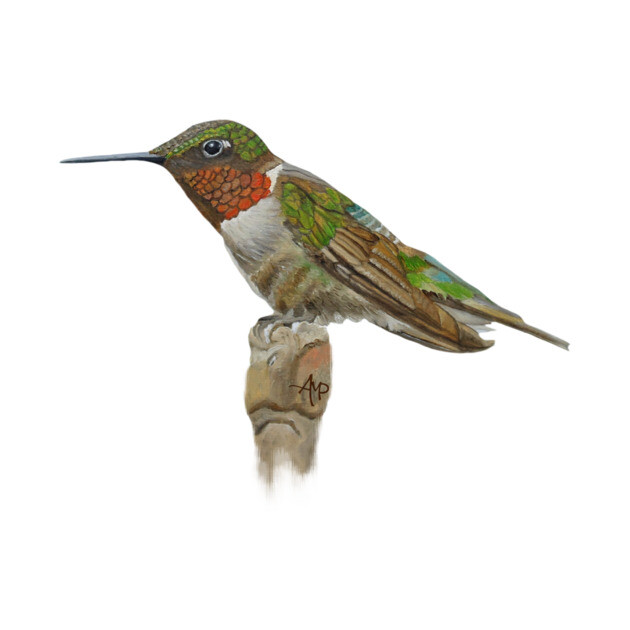 Cute Hummingbird by ampomata