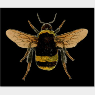 Bumble bee Posters and Art