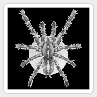 tarantula Sticker