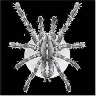 tarantula Posters and Art