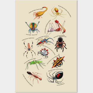 Spiders Posters and Art