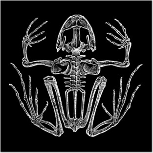 Frog Skeleton Posters and Art