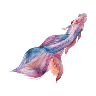 Colorful Pink Betta Fish T-Shirt