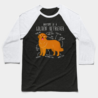 Golden Retriever Anatomy Baseball T-Shirt