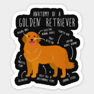 Golden Retriever Anatomy Sticker