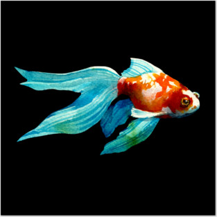 Summer Goldfish Glides On By Posters and Art