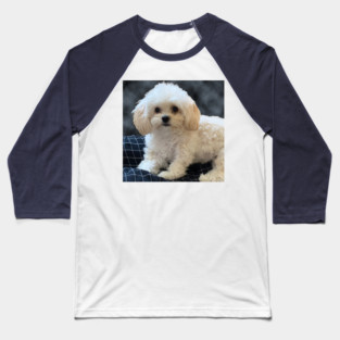 Maltipoo Love. Beautiful little dog with long silky white hair. Baseball T-Shirt