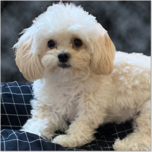 Maltipoo Love. Beautiful little dog with long silky white hair. Posters and Art