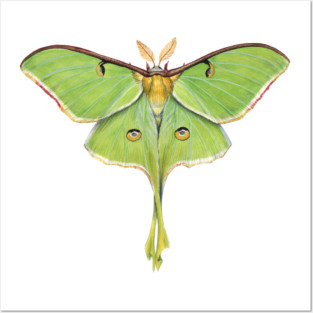 Luna Moth Posters and Art
