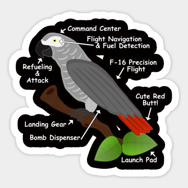 Anatomy of an African Grey Parrot Magnet by Einstein Parrot