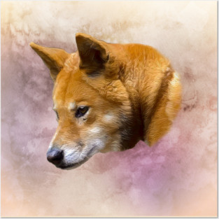Dingo Posters and Art