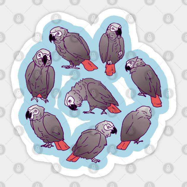 African Grey Parrot Flock Sticker by Einstein Parrot