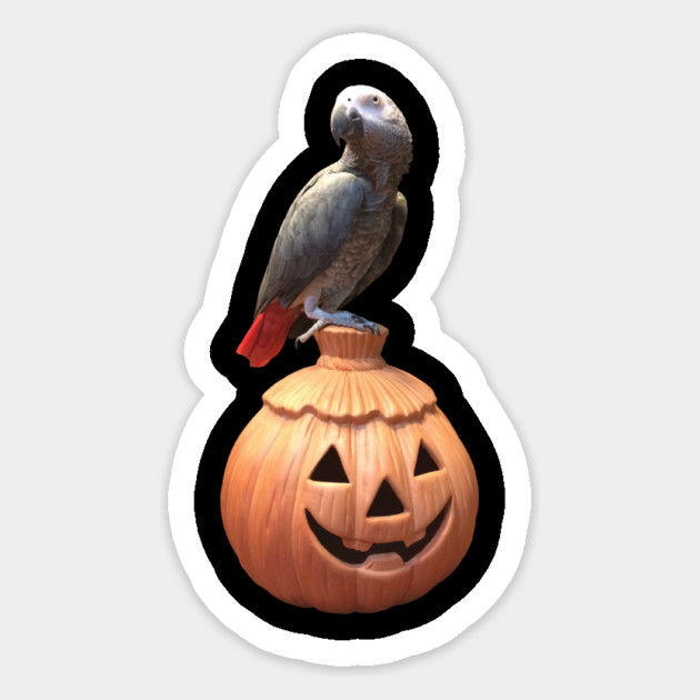 Jack-o-lantern Halloween African Grey Parrot Magnet by Einstein Parrot