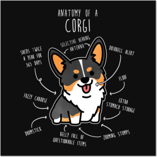 Corgi Tri Color Dog Anatomy Posters and Art