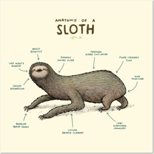 Anatomy of a Sloth Posters and Art