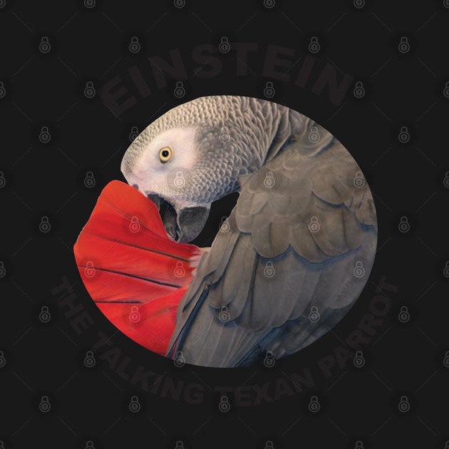 Logo of Einstein the Talking Texan Parrot by Einstein Parrot