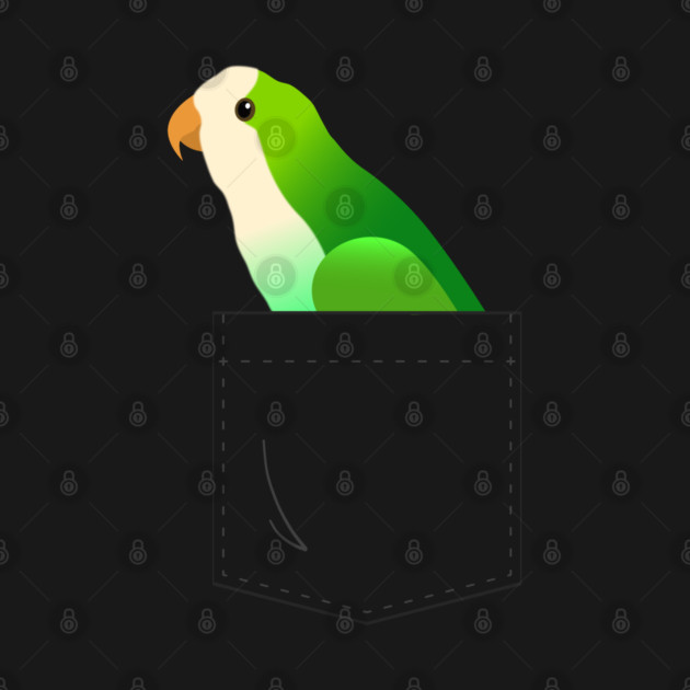 Quaker Parrot Monk Parakeet In Your Front Pocket by Einstein Parrot