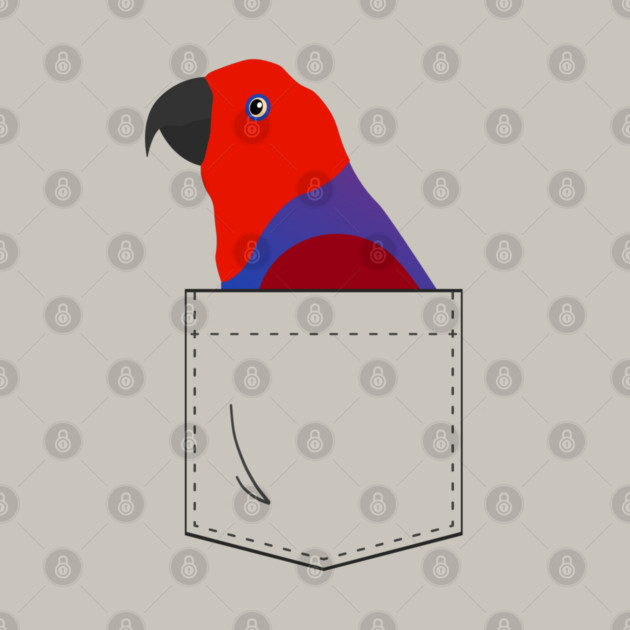 Eclectus Parrot Female In Your Front Pocket by Einstein Parrot