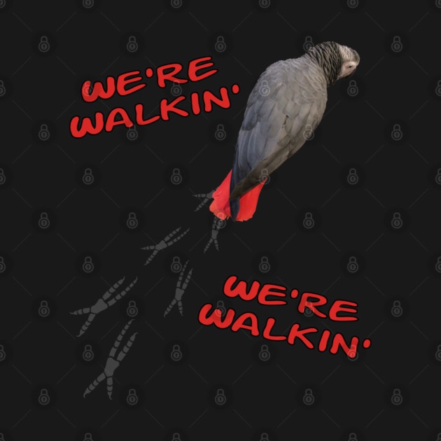 African Grey Parrot Walking by Einstein Parrot