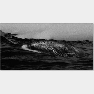 whale b&w Posters and Art