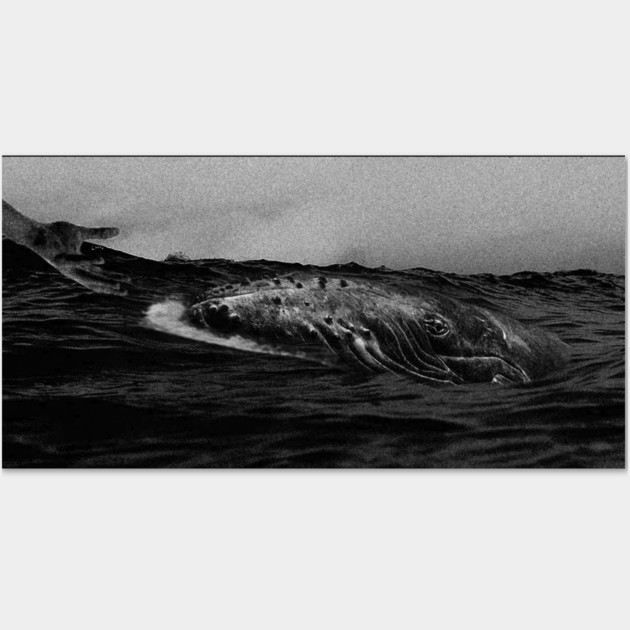 whale b&w Wall Art by ZLstore