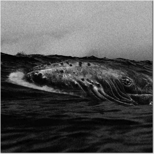 lonely whale b&w Posters and Art