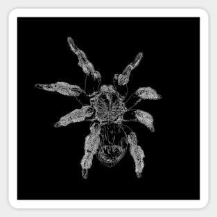 Tarantula Sticker