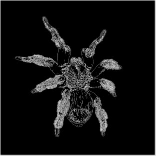 Tarantula Posters and Art