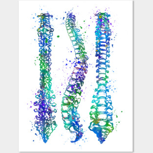 Human Spine Colorful Anatomy Artwork Posters and Art