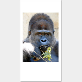 Gorilla Posters and Art