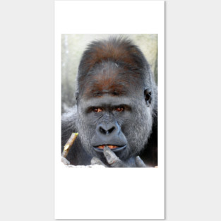 Gorilla Posters and Art