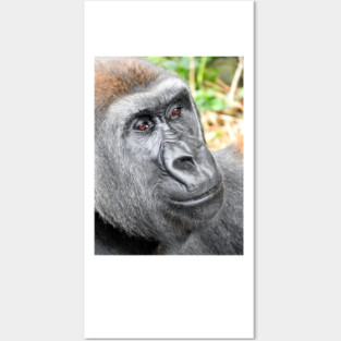 Gorilla Posters and Art