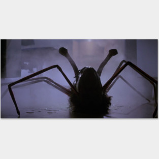 Spider Head Posters and Art